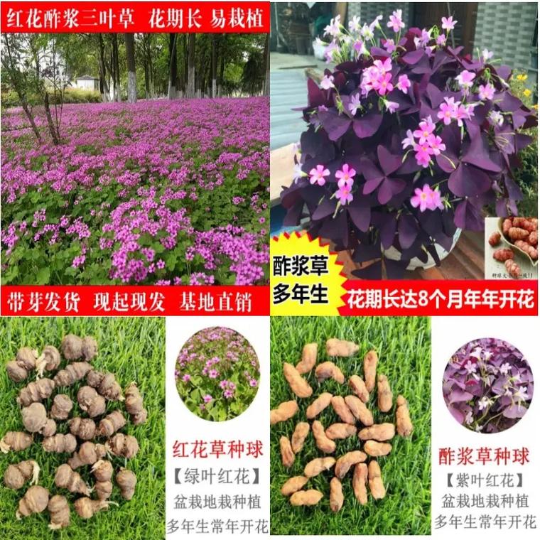 抚州天人菊种子工厂与草花种子生产经营指南
