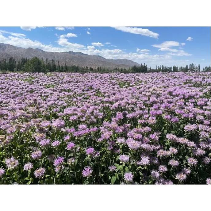 护坡草种与景观花海种子怎么选？福州易活花籽工厂直销告诉你