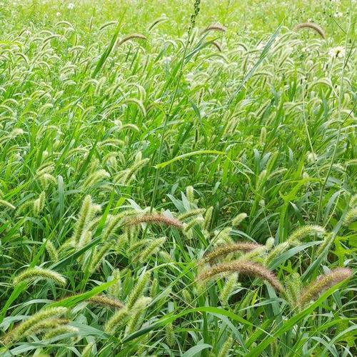 狗尾草种子 从牧草到护坡，多重价值驱动的草种生产经营指南