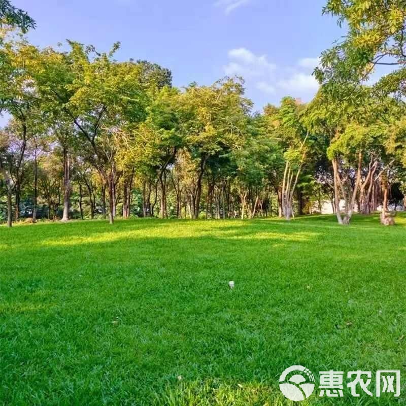 草种生产经营指南 从草坪种子到护坡草籽的全面解析