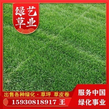 哪里买公园草坪草？值得信赖的草种生产经营指南