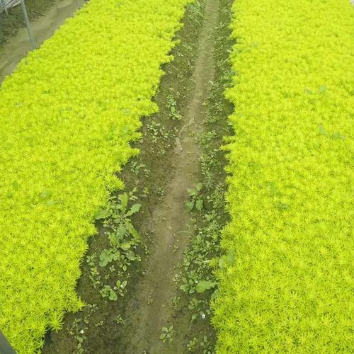 杭州草种厂家,品牌,图片,热帖