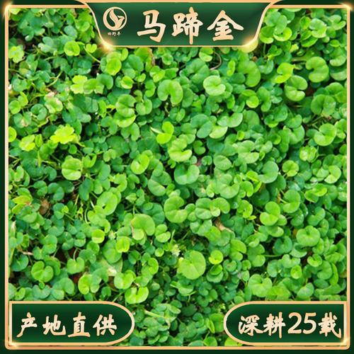 草种相似店铺>进入本店铺>厂房面积:760加工方式:经营模式:生产加工
