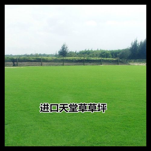 天堂草坪草籽 庭院别墅绿化的理想选择与草种生产经营指南