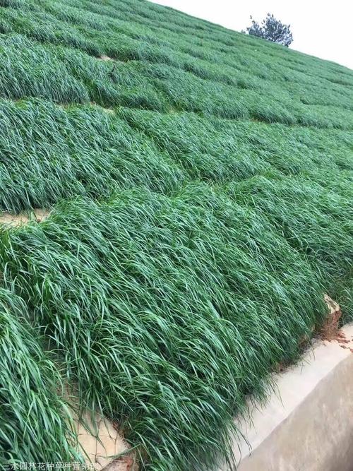 边坡施工常用草种 黑麦草与宽叶草的选型及草种生产经营要点