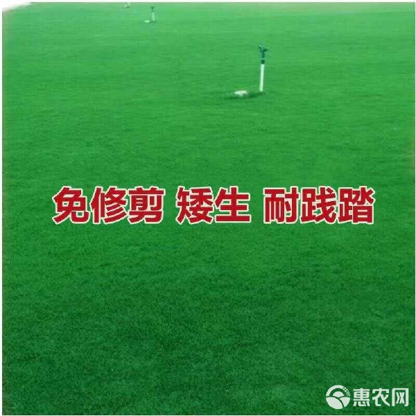 草坪种子护坡草籽黑麦草高羊茅矮生四季青百慕大花组合种子