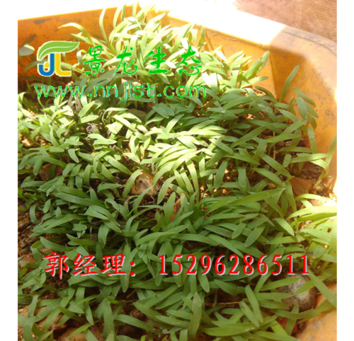 广西灌木种子,广西护坡草种,边坡绿化,景龙生态