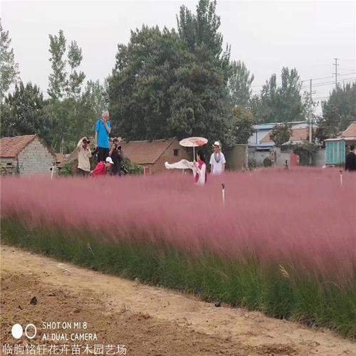 观赏草系列粉黛乱子草苗粉黛乱子草小苗批发网红草种