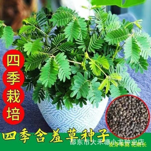 四季含羞草种子种籽小盆栽植物室内阳台绿植草籽草种趣味害羞草孑